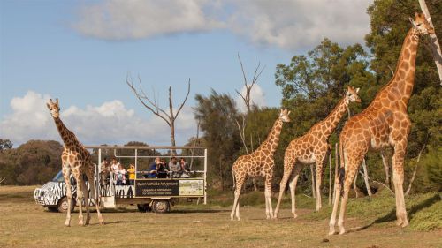 Open Range Zoo at Werribee